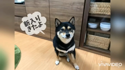 川山修一ブリーダーからお迎えした柴犬：ニコちゃん