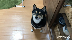 川山修一ブリーダーからお迎えした柴犬：ニコちゃん