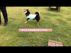 川山修一ブリーダーからお迎えした柴犬：ニコちゃん
