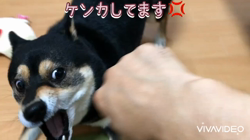 川山修一ブリーダーからお迎えした柴犬：ニコちゃん