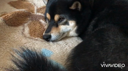 川山修一ブリーダーからお迎えした柴犬：ニコちゃん