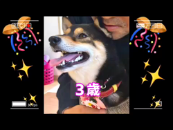川山修一ブリーダーからお迎えした柴犬：ニコちゃん