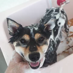 川山修一ブリーダーからお迎えした柴犬：ニコちゃん