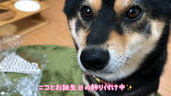 川山修一ブリーダーからお迎えした柴犬：ニコちゃん