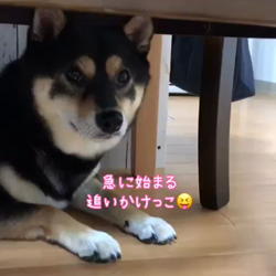 川山修一ブリーダーからお迎えした柴犬：ニコちゃん