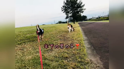 川山修一ブリーダーからお迎えした柴犬：ニコちゃん