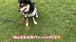 川山修一ブリーダーからお迎えした柴犬：ニコちゃん