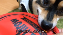 川山修一ブリーダーからお迎えした柴犬：ニコちゃん