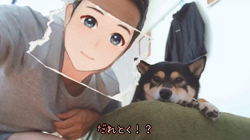 川山修一ブリーダーからお迎えした柴犬：ニコちゃん