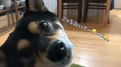川山修一ブリーダーからお迎えした柴犬：ニコちゃん