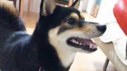 川山修一ブリーダーからお迎えした柴犬：ニコちゃん