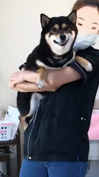 川山修一ブリーダーからお迎えした柴犬：ニコちゃん