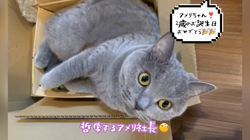 川山修一ブリーダーからお迎えした柴犬：ニコちゃん