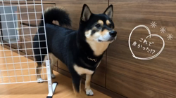 川山修一ブリーダーからお迎えした柴犬：ニコちゃん