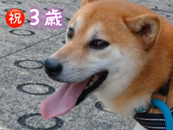 川山修一ブリーダーからお迎えした柴犬：ニコちゃん
