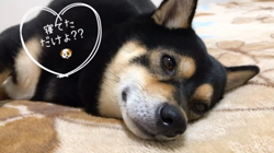 川山修一ブリーダーからお迎えした柴犬：ニコちゃん