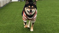 川山修一ブリーダーからお迎えした柴犬：ニコちゃん
