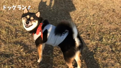 川山修一ブリーダーからお迎えした柴犬：ニコちゃん