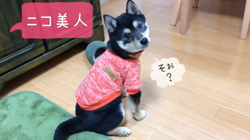 川山修一ブリーダーからお迎えした柴犬：ニコちゃん
