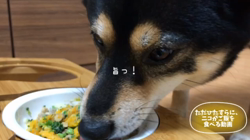 川山修一ブリーダーからお迎えした柴犬：ニコちゃん