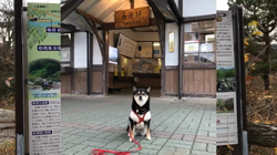川山修一ブリーダーからお迎えした柴犬：ニコちゃん
