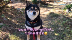 川山修一ブリーダーからお迎えした柴犬：ニコちゃん