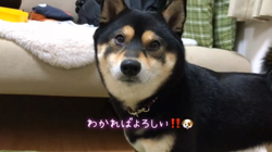 川山修一ブリーダーからお迎えした柴犬：ニコちゃん
