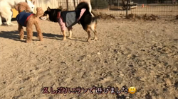 川山修一ブリーダーからお迎えした柴犬：ニコちゃん