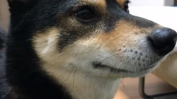 川山修一ブリーダーからお迎えした柴犬：ニコちゃん