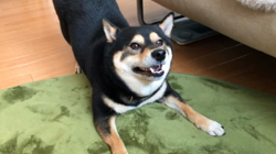 川山修一ブリーダーからお迎えした柴犬：ニコちゃん