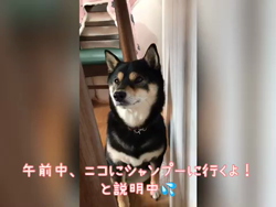川山修一ブリーダーからお迎えした柴犬：ニコちゃん