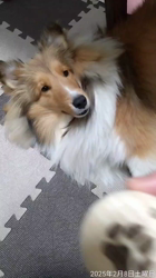 井上幸二ブリーダーからお迎えしたシェットランドシープドッグ：ななちゃん