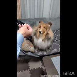 井上幸二ブリーダーからお迎えしたシェットランドシープドッグ：ななちゃん