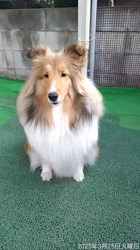 井上幸二ブリーダーからお迎えしたシェットランドシープドッグ：ななちゃん