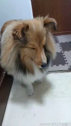 井上幸二ブリーダーからお迎えしたシェットランドシープドッグ：ななちゃん