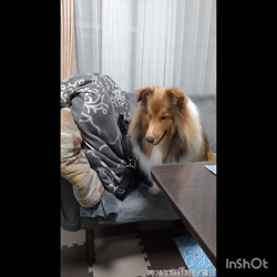 井上幸二ブリーダーからお迎えしたシェットランドシープドッグ：ななちゃん