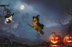 井上幸二ブリーダーからお迎えしたシェットランドシープドッグ：ななちゃん