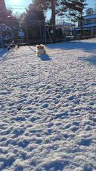 井上幸二ブリーダーからお迎えしたシェットランドシープドッグ：ななちゃん