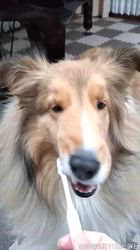 井上幸二ブリーダーからお迎えしたシェットランドシープドッグ：ななちゃん