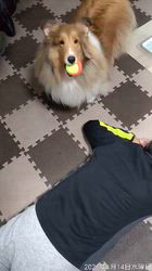 井上幸二ブリーダーからお迎えしたシェットランドシープドッグ：ななちゃん