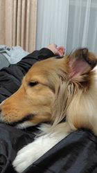 井上幸二ブリーダーからお迎えしたシェットランドシープドッグ：ななちゃん