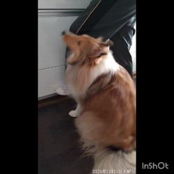 井上幸二ブリーダーからお迎えしたシェットランドシープドッグ：ななちゃん