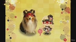 井上幸二ブリーダーからお迎えしたシェットランドシープドッグ：ななちゃん