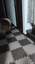 井上幸二ブリーダーからお迎えしたシェットランドシープドッグ：ななちゃん