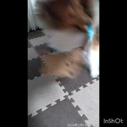 井上幸二ブリーダーからお迎えしたシェットランドシープドッグ：ななちゃん