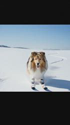 井上幸二ブリーダーからお迎えしたシェットランドシープドッグ：ななちゃん