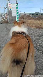 井上幸二ブリーダーからお迎えしたシェットランドシープドッグ：ななちゃん