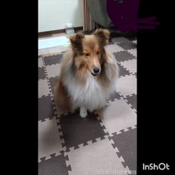 井上幸二ブリーダーからお迎えしたシェットランドシープドッグ：ななちゃん