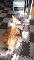 井上幸二ブリーダーからお迎えしたシェットランドシープドッグ：ななちゃん