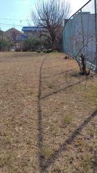 井上幸二ブリーダーからお迎えしたシェットランドシープドッグ：ななちゃん